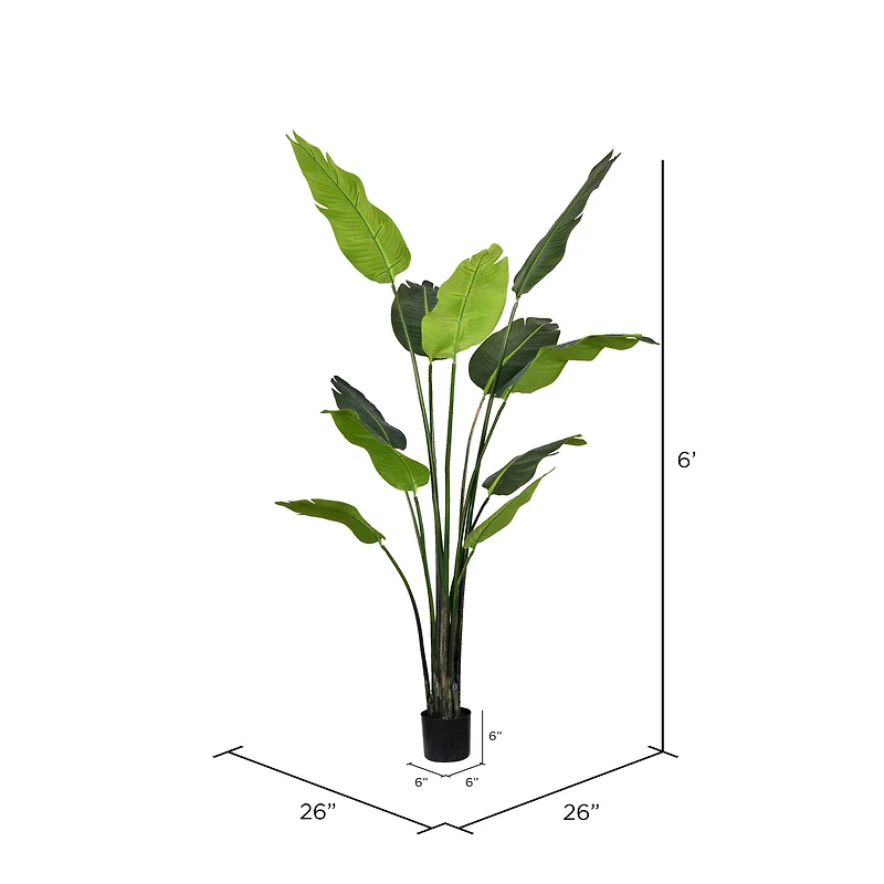 6ft. Potted Travellers Palm Tree