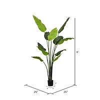 6ft. Potted Travellers Palm Tree