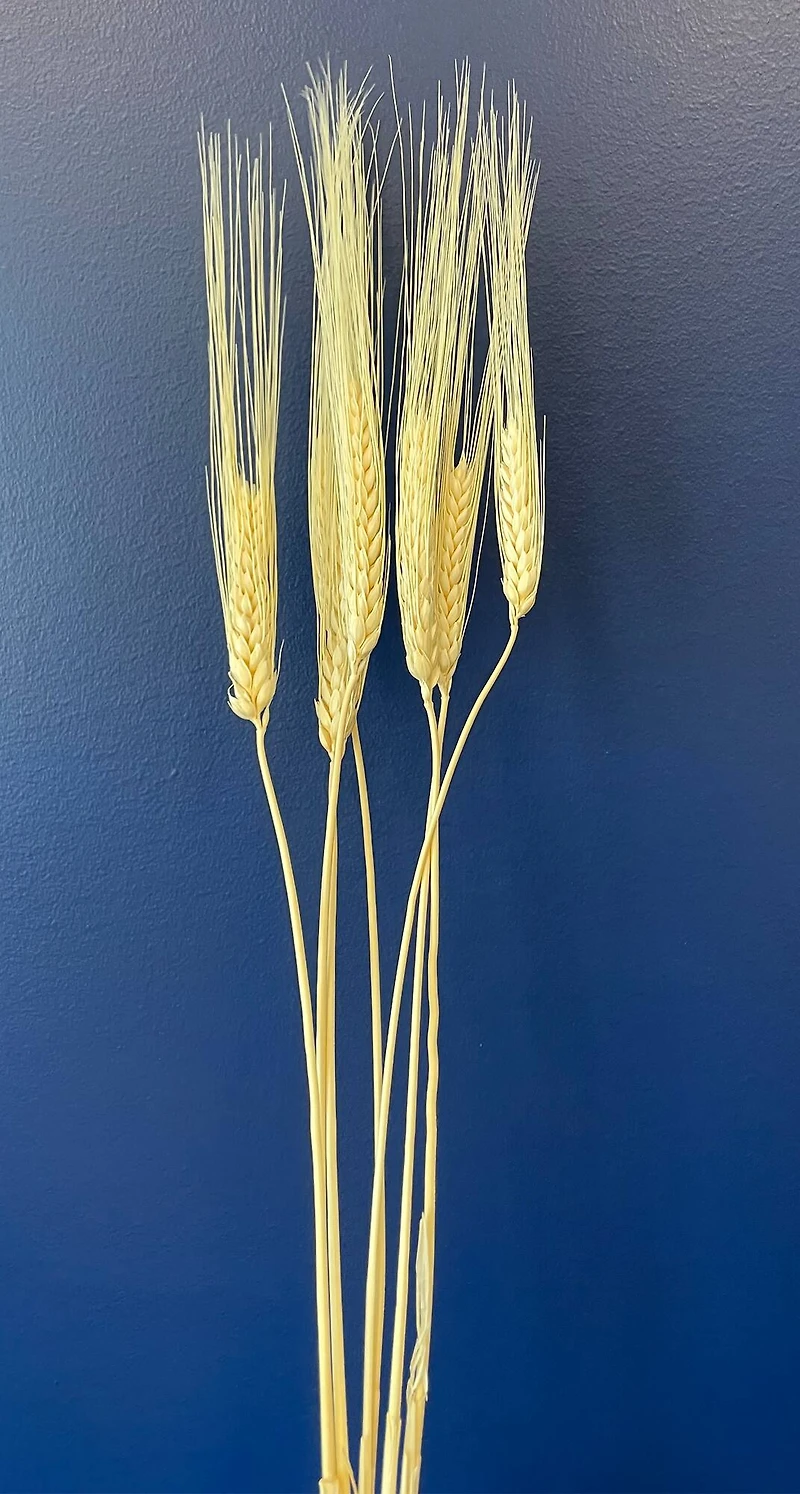 TF Publishing 30" Wheat Bleached Stems, 7ct.