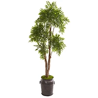 7ft. Ruscus Tree in Planter