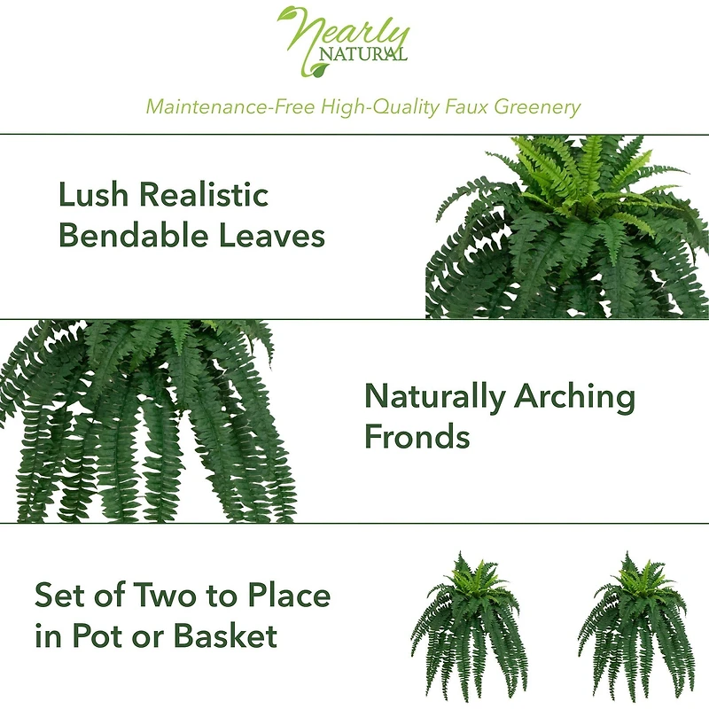 35” Boston Fern Plant, 2ct.