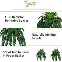 35” Boston Fern Plant, 2ct.