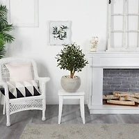 2.5ft. Olive Tree in Bowl Planter