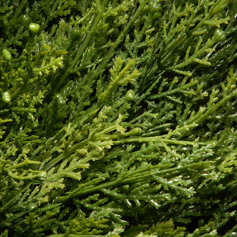 4ft. Juniper Slim Spiral Topiary with Green Pot