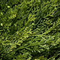 4ft. Juniper Slim Spiral Topiary with Green Pot