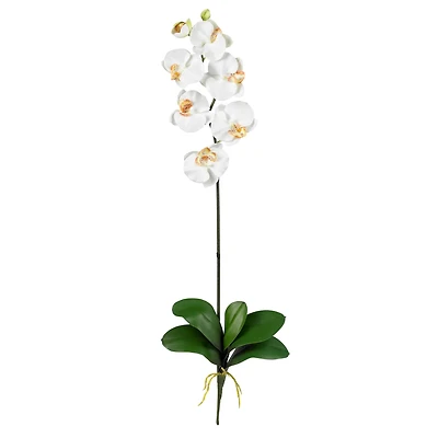 Cream Moth Orchid Stem, 6ct.