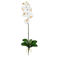 Cream Moth Orchid Stem, 6ct.