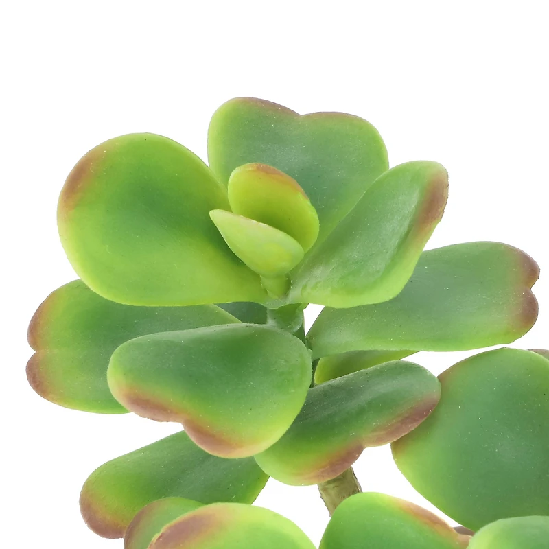 6.5" Jade Plant in Terra Cotta Pot by Ashland®
