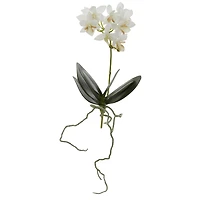 White Mini Moth Orchid Stem, 6ct.