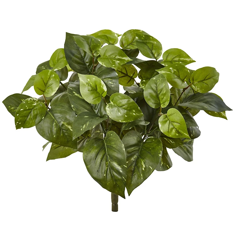 16" Pothos Bush, 6ct.
