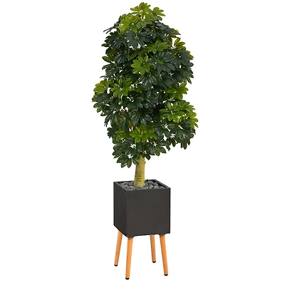 70" Schefflera Tree in Black Planter with Stand