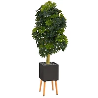 70" Schefflera Tree in Black Planter with Stand