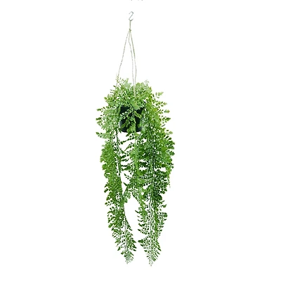 27" Hanging Potted Fern Plant by Ashland®