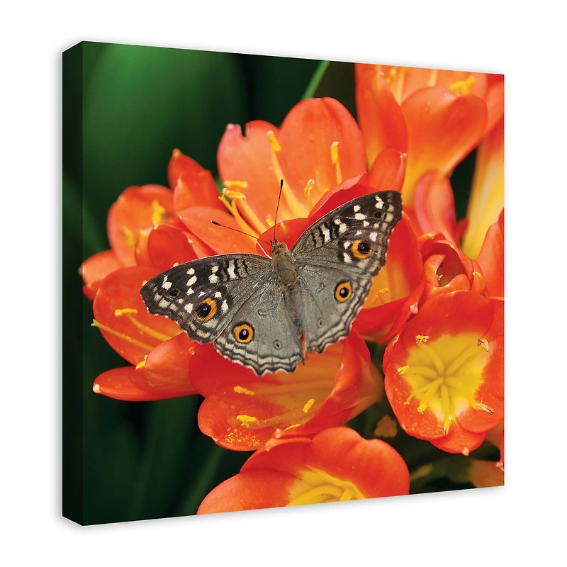 Butterfly On Orange Flower 24" x 24" Canvas Wall Art