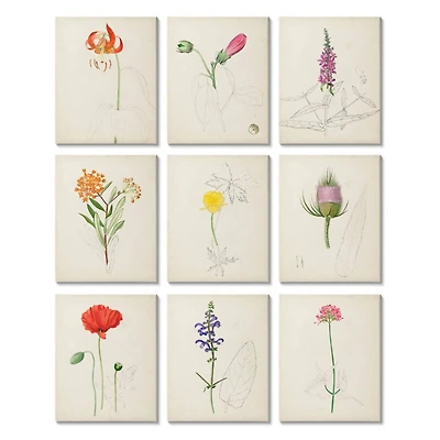 Stupell Industries Vintage Watercolor Sketches of Natural Botanicals,11' x 14"