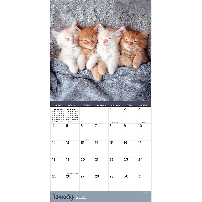 2026 Cat Dreams Wall Calendar