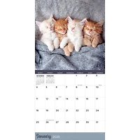 2026 Cat Dreams Wall Calendar