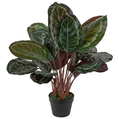 2.5ft. Potted Green Leaf Calathea Plant