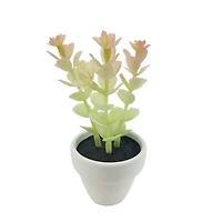 Assorted Micro Premade Succulent, 1pc. by Ashland®