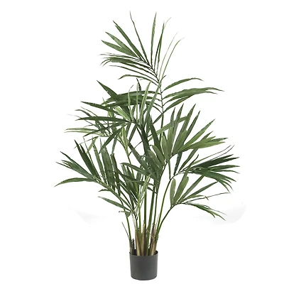 5ft. Potted Kentia Palm Tree