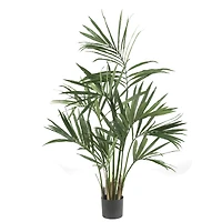 5ft. Potted Kentia Palm Tree