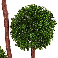 5ft. Potted Boxwood Tree