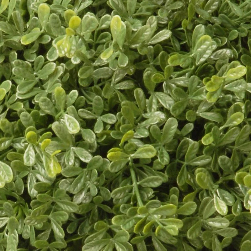 30" Mini Tea Leaf 1-Ball w/ Growers Pot