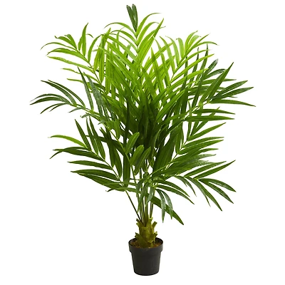 5ft. Potted Kentia Palm Tree