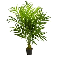 5ft. Potted Kentia Palm Tree