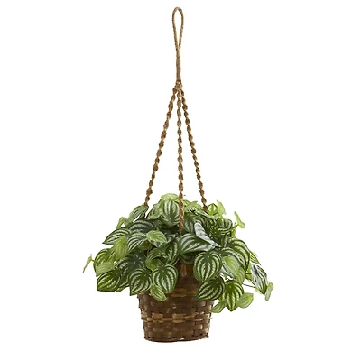 13" Watermelon Peperomia Plant in Hanging Basket