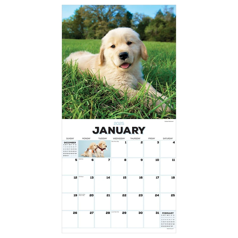 TF Publishing 2025 Puppies Wall Calendar