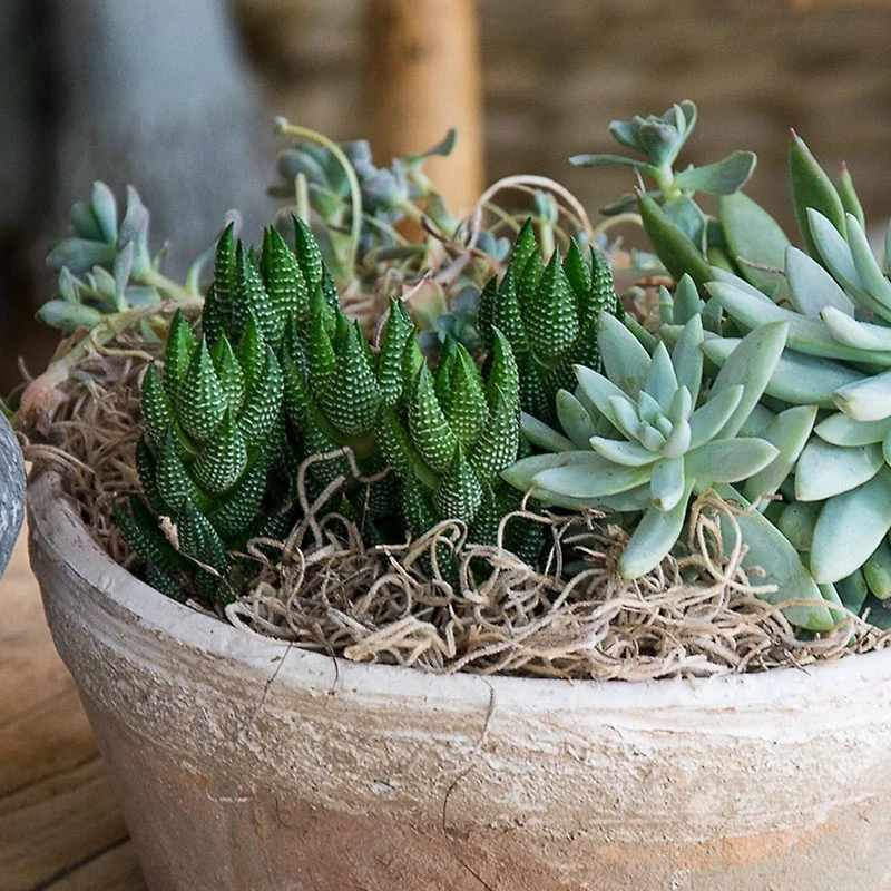 SuperMoss® Natural Preserved Spanish Moss, 24qt.