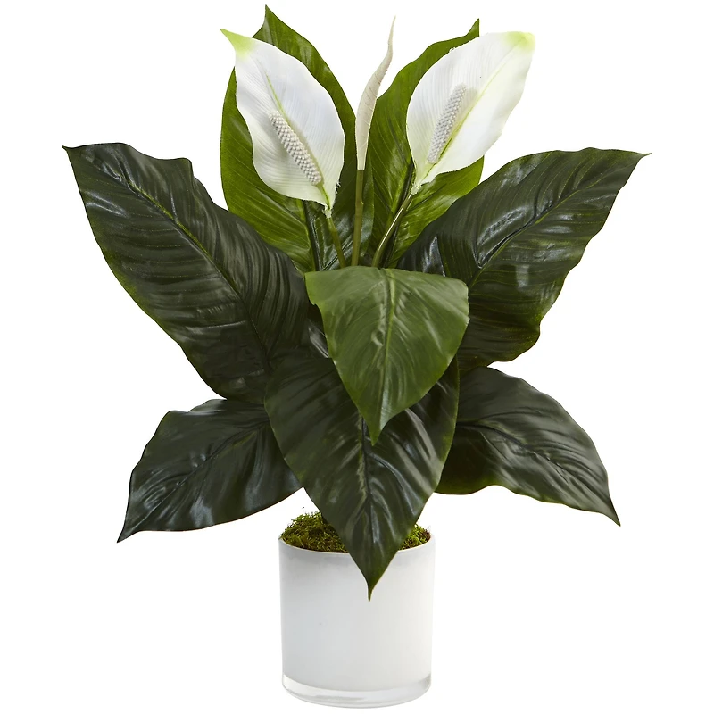 2ft. Peace Lily Plant in Glossy Glass Planter