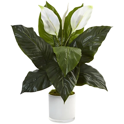 2ft. Peace Lily Plant in Glossy Glass Planter