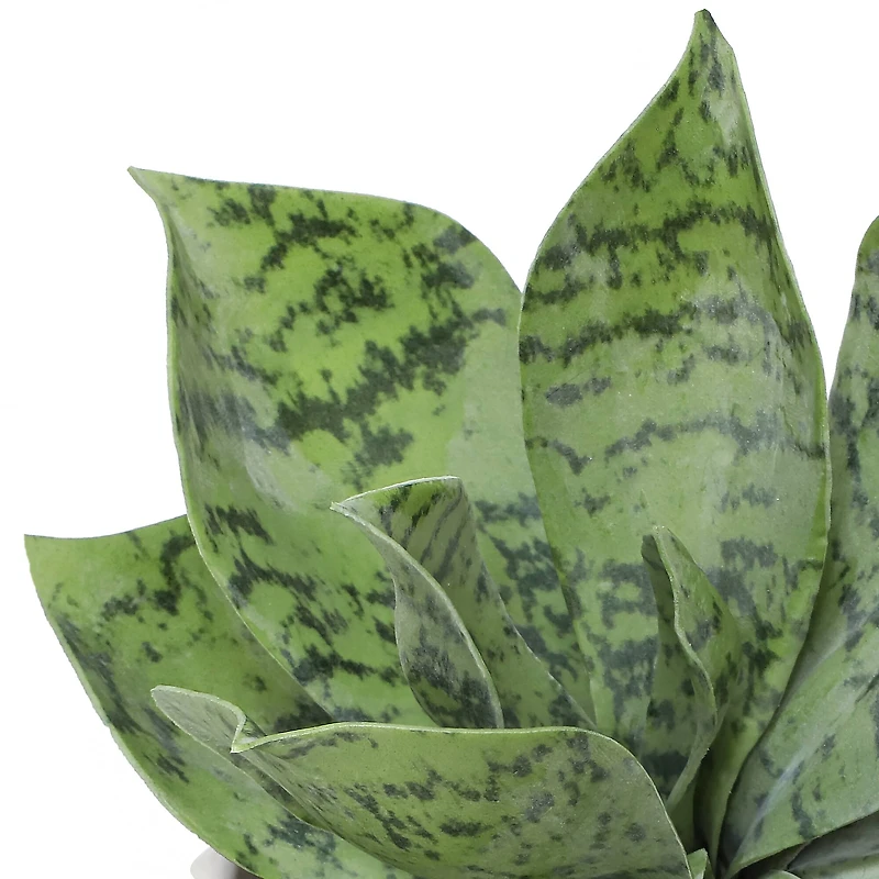 6.5" Agave in White Fluted Pot by Ashland®