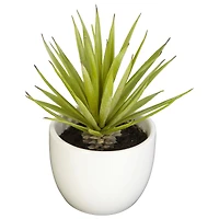 Potted Agave Plant Collection 3ct.