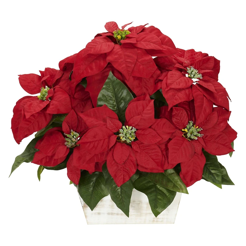 16.5" Potted Poinsettia in White Washed Planter
