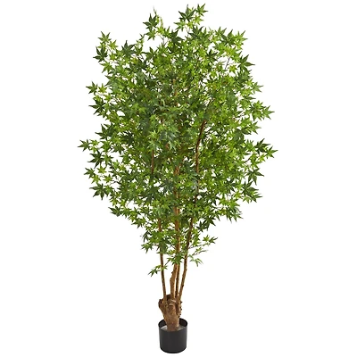 6ft. Potted Maple Tree