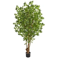 6ft. Potted Maple Tree