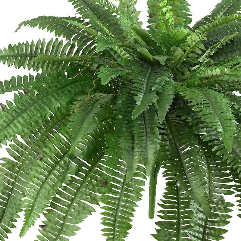 21" Boston Fern, 2ct.