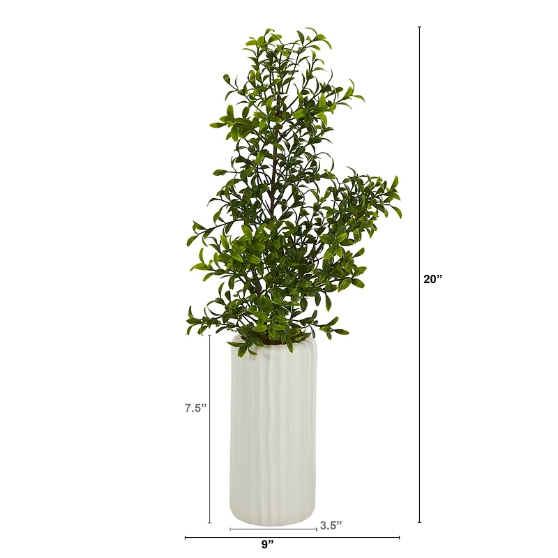 20'' Boxwood Plant in White Planter