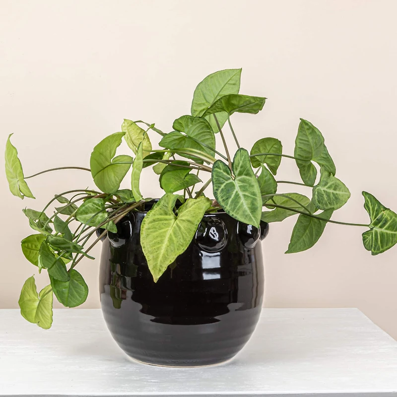 Hello Honey® 10.5" Black Raised Dots Terra Cotta Planter