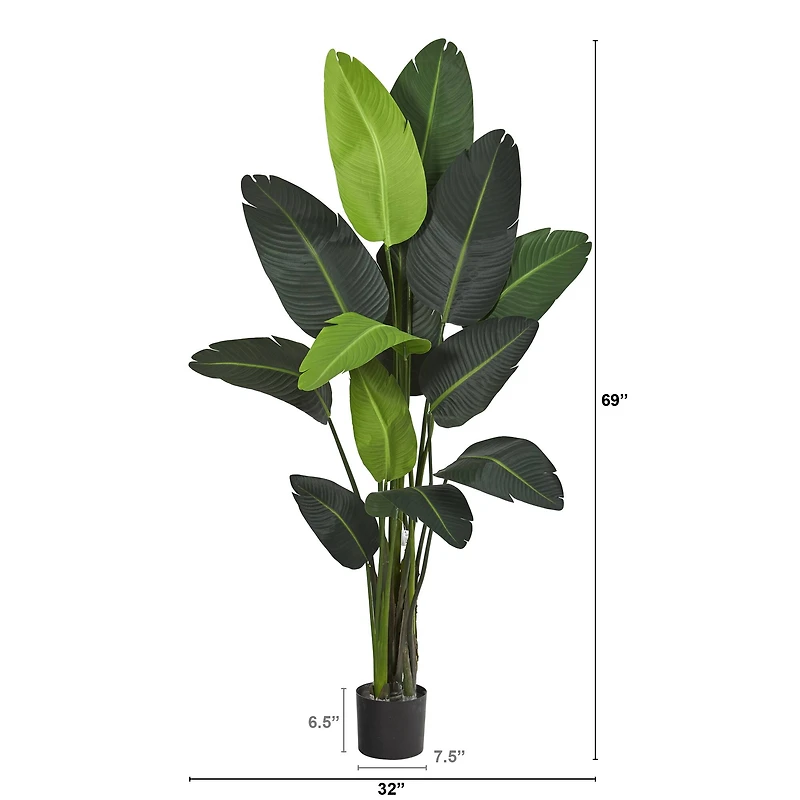 6ft. Potted Travelers Palm Tree