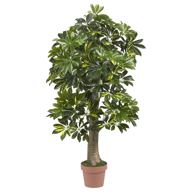 4ft. Potted Schefflera Tree