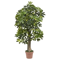 4ft. Potted Schefflera Tree