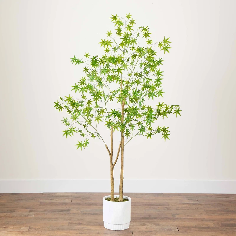 6ft. Maple Tree with White Planter