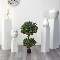 3ft. Potted Bay Laurel Double Ball Topiary Tree