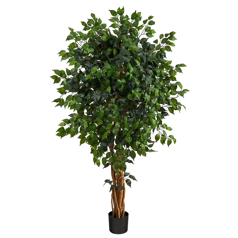 5.5ft. Potted Ficus Tree