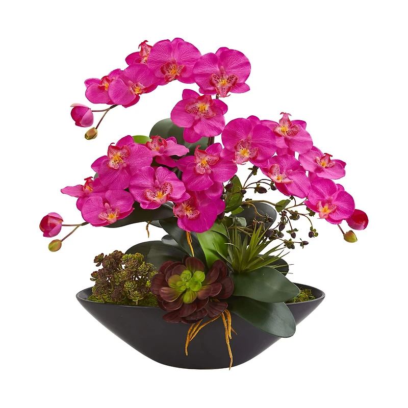 21" Moth Orchid & Mixed Succulent Garden in Black Vase