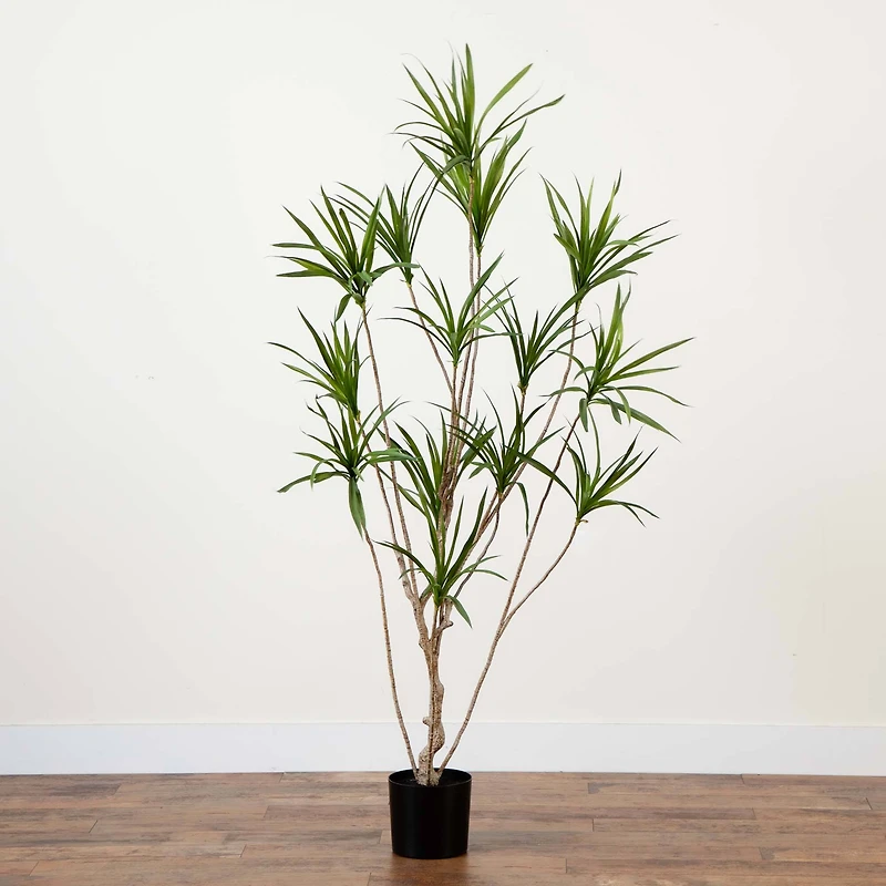 6ft. Potted Dracaena Tree